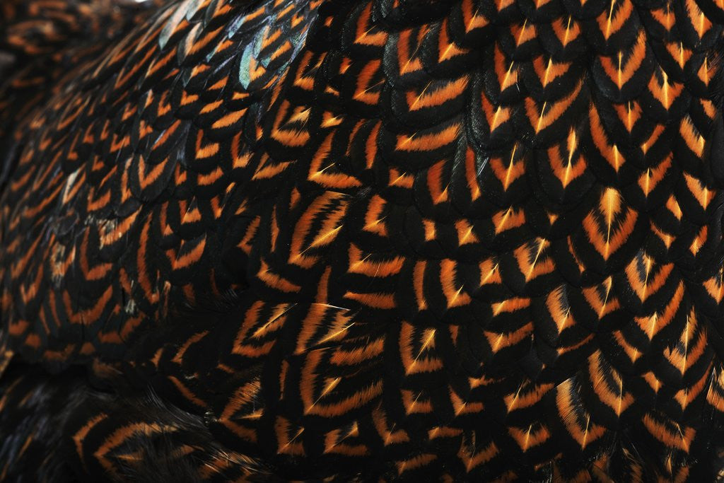 Detail of Doubled Laced feather pattern by Corbis