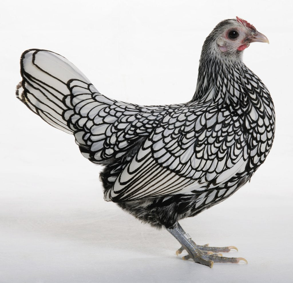 Detail of Sebright by Anonymous