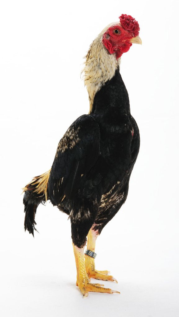 Detail of Shamo by Anonymous