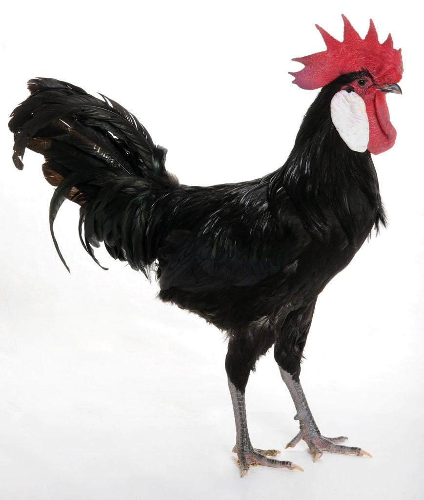 Detail of White-faced Black Spanish by Anonymous