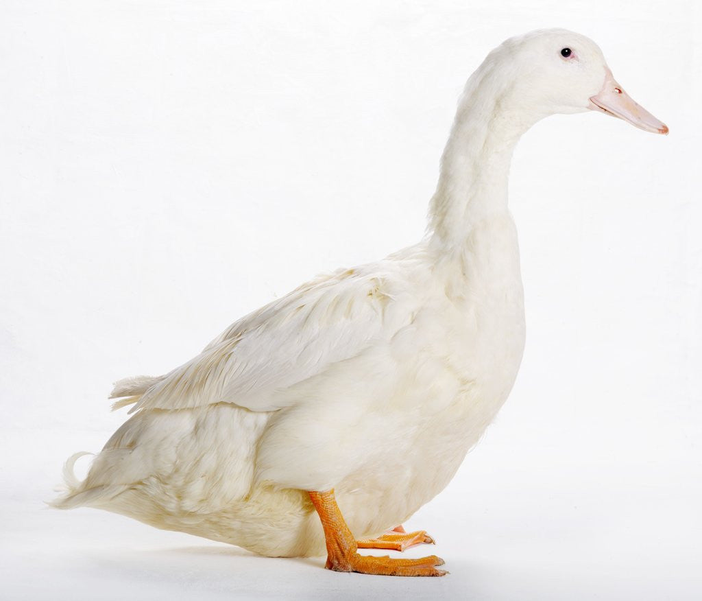 Detail of Aylesbury Duck by Anonymous