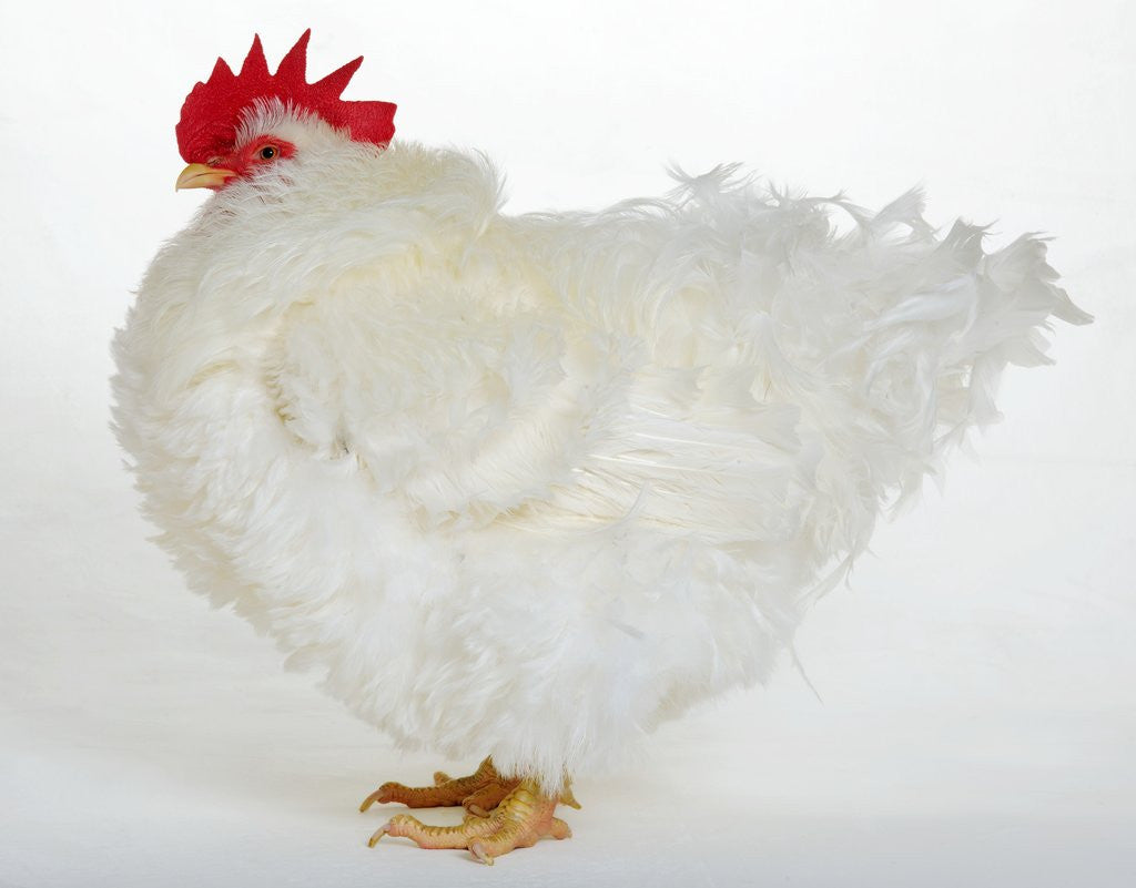 Detail of Frizzle by Anonymous