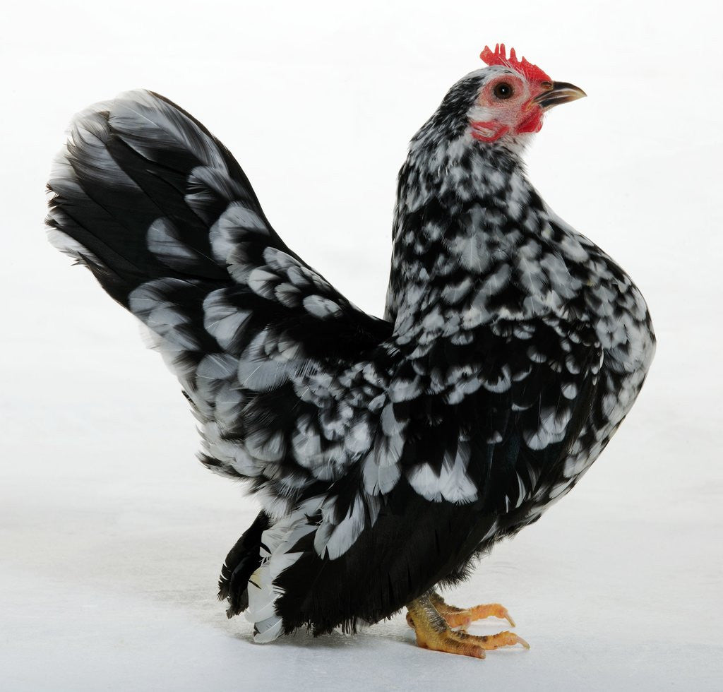 Detail of Serama by Anonymous