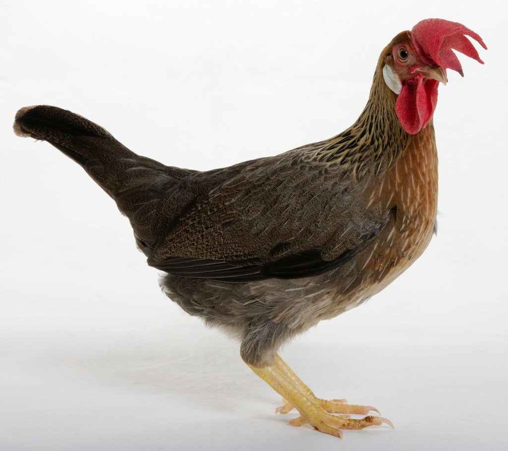 Detail of Leghorn by Anonymous