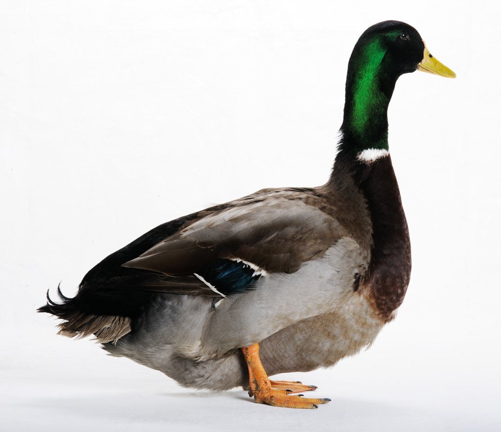 Detail of Roen Duck by Anonymous