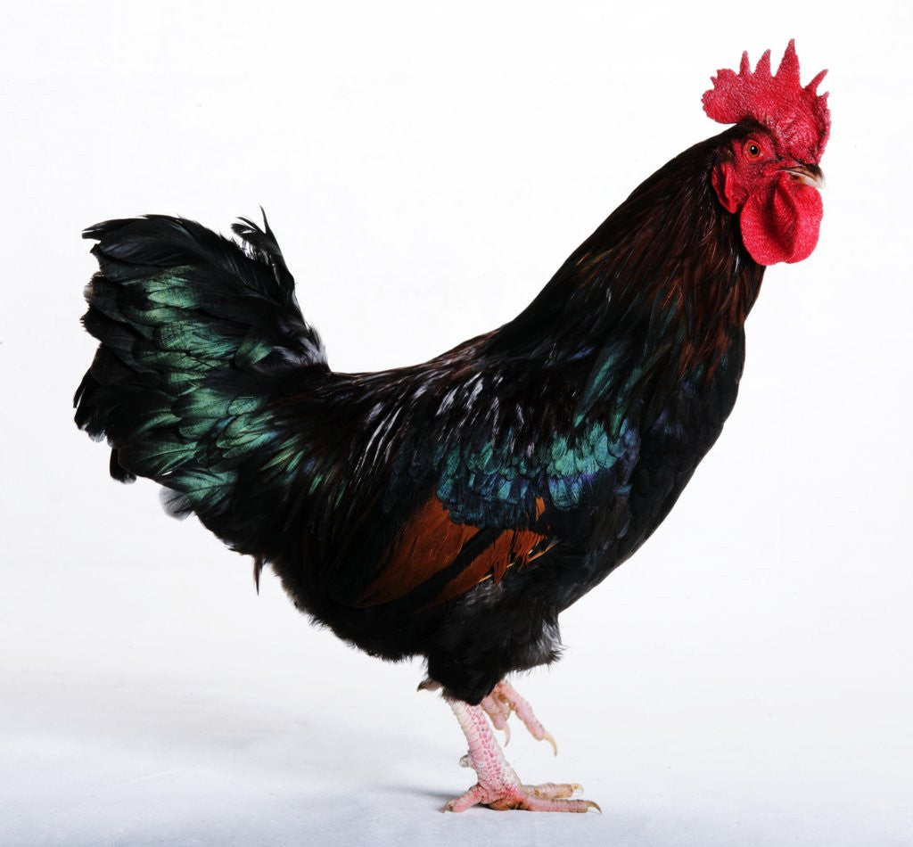 Detail of Sussex Bantam by Anonymous
