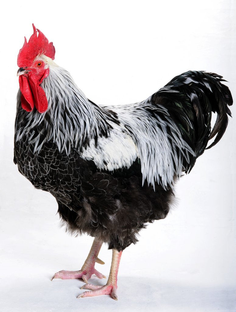 Detail of Sussex Bantam by Anonymous