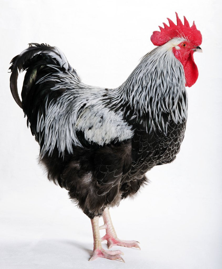 Detail of Sussex Bantam by Anonymous