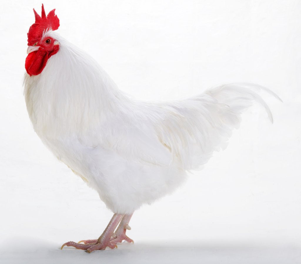Detail of Sussex Bantam by Anonymous