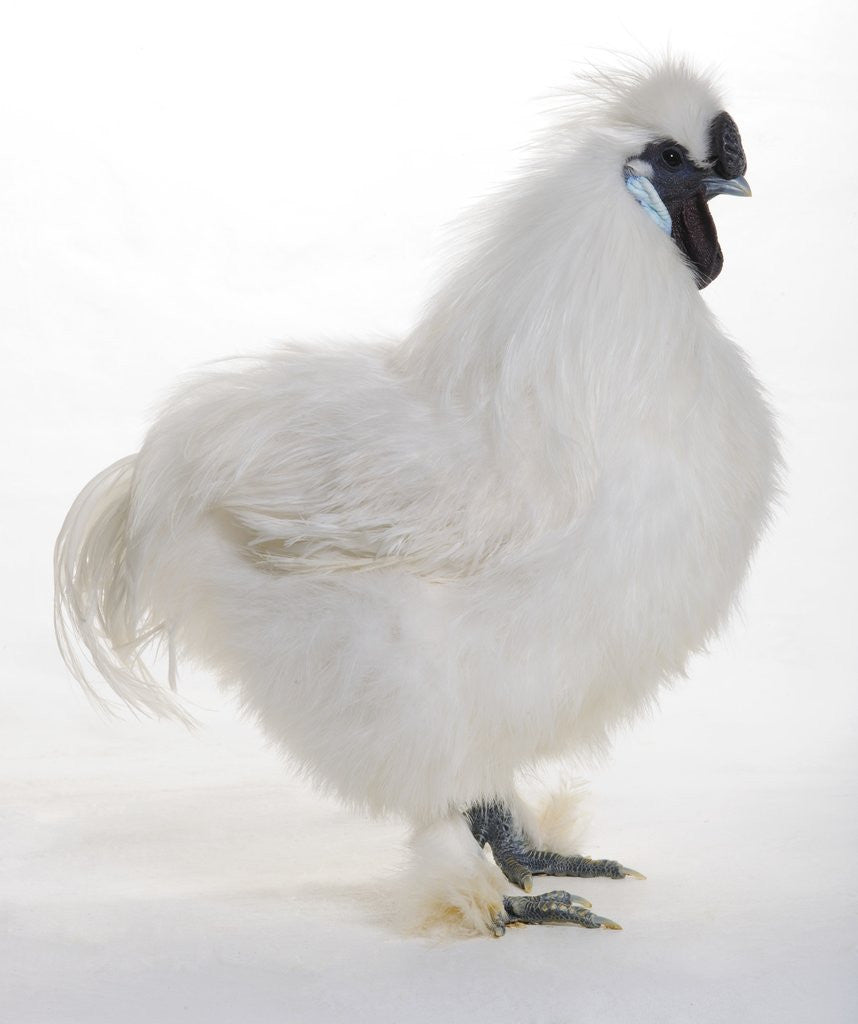 Detail of Silkie by Anonymous