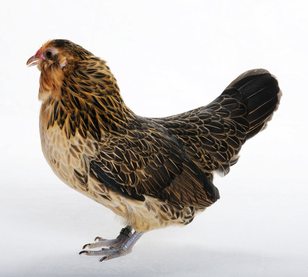 Detail of Barbu d'Anvers by Anonymous