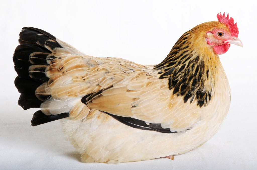 Detail of Scots Dumpy by Anonymous