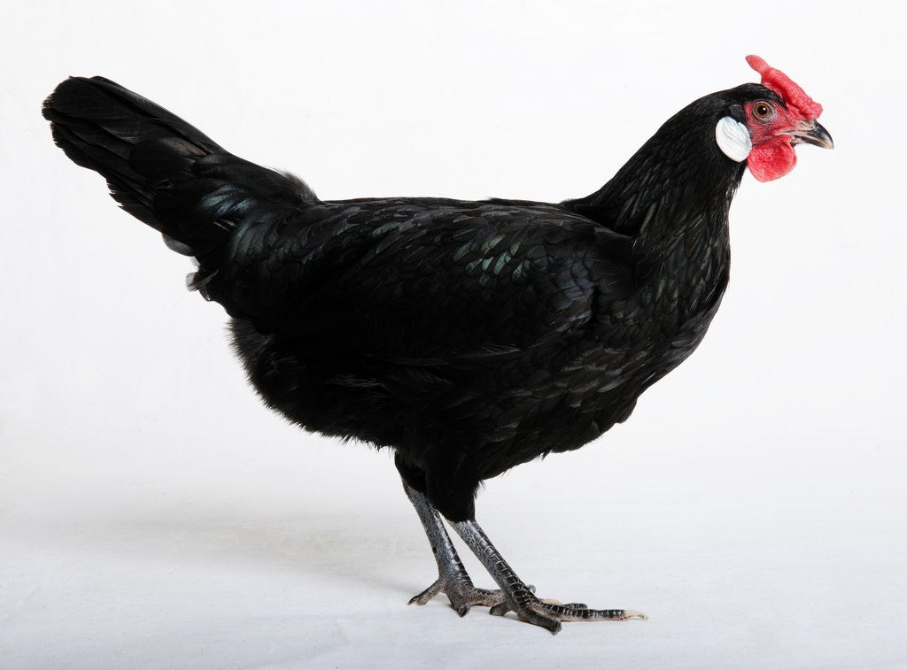 Detail of Hamburg/Hamburgh by Anonymous