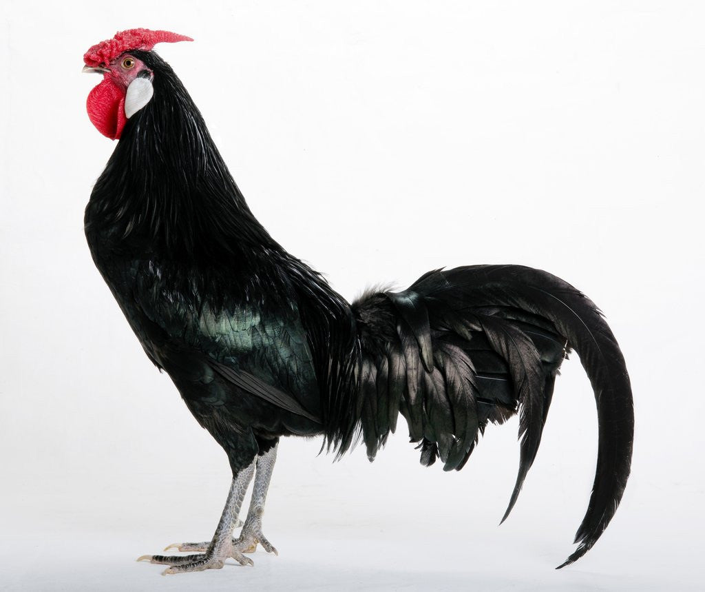 Detail of Hamburg/Hamburgh by Anonymous