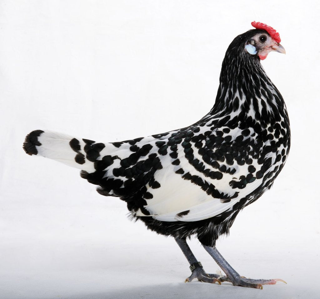 Detail of Hamburg/Hamburgh by Anonymous