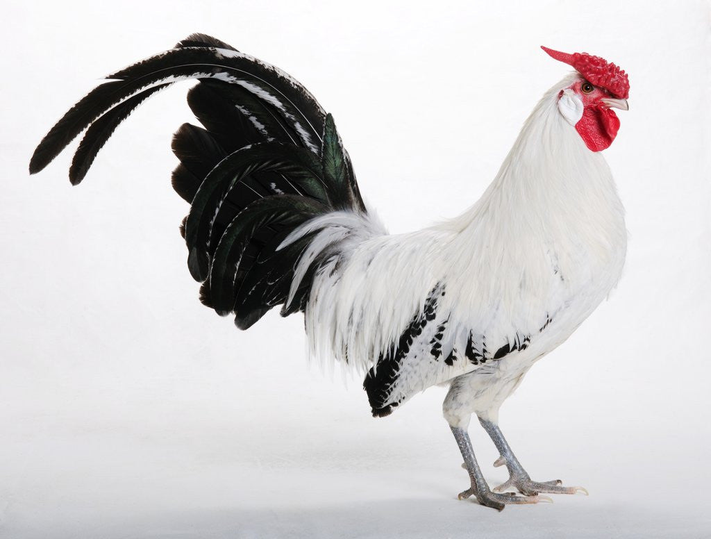 Detail of Hamburg/Hamburgh by Anonymous