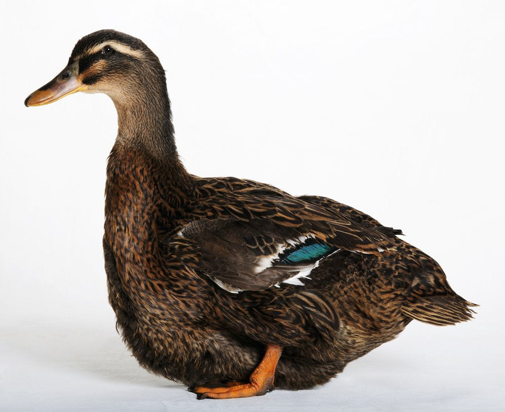 Detail of Rouen Duck by Anonymous