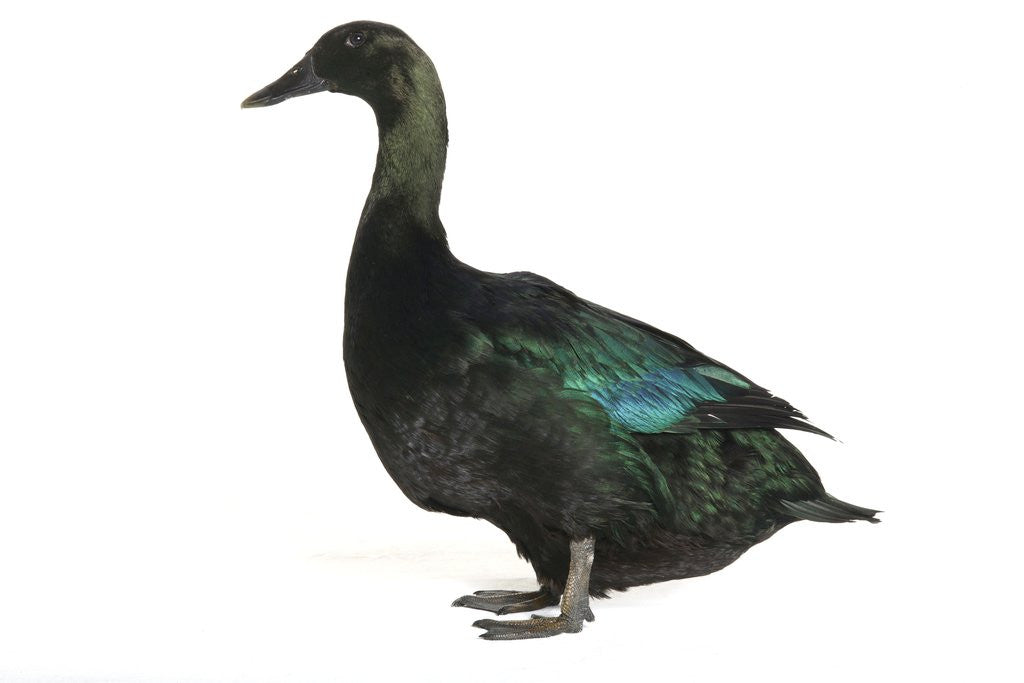 Detail of Cayuga Duck by Anonymous