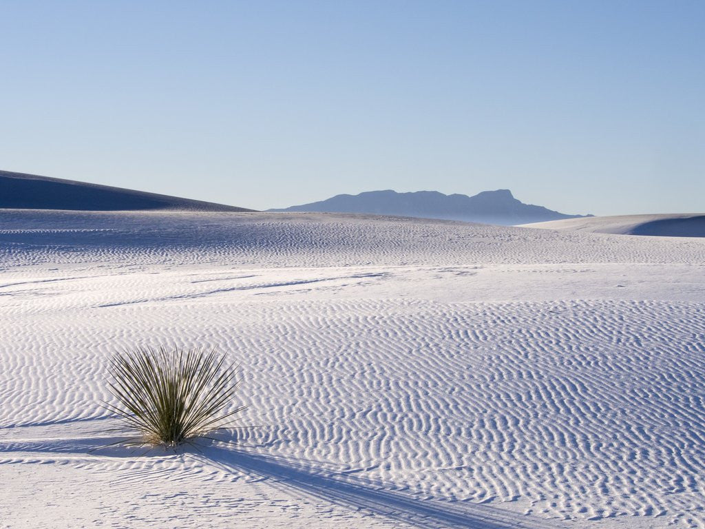 Detail of Sand Dune Patterns and Yucca Plants by Anonymous