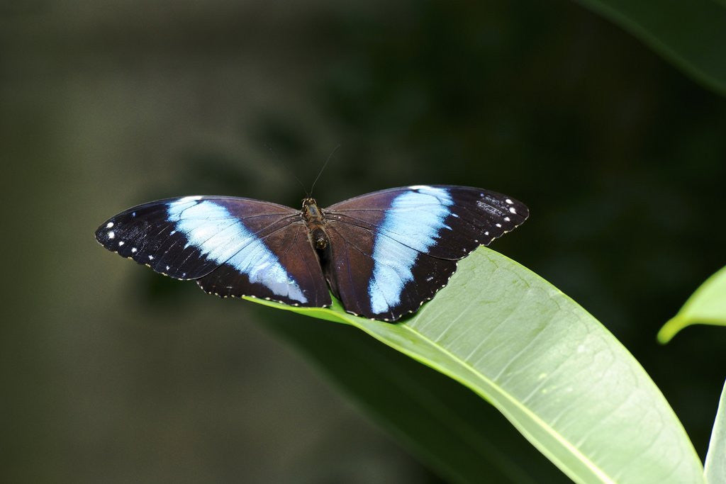Detail of Owl Butterfly by Anonymous