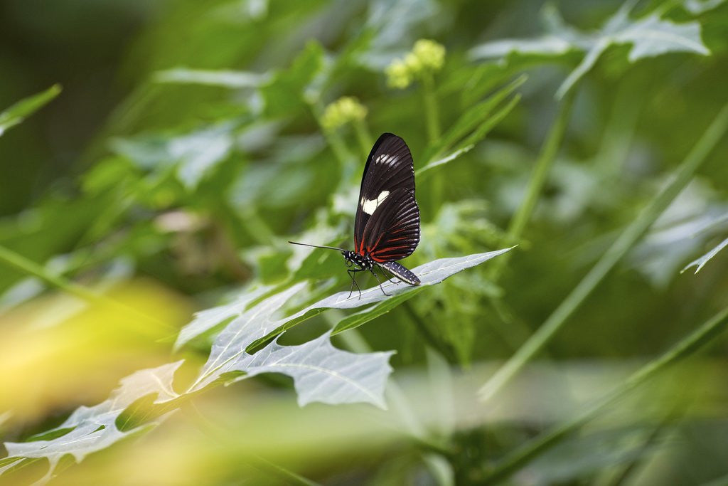 Detail of Longwing Butterfly by Anonymous
