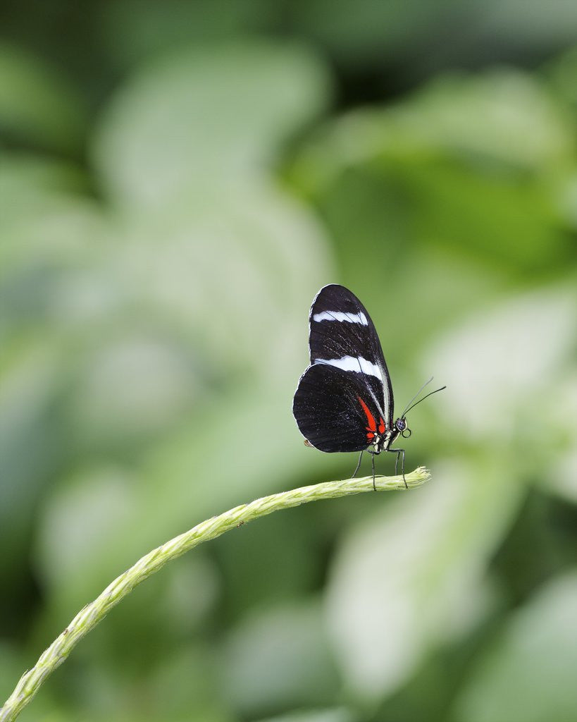 Detail of Longwing Butterfly by Anonymous