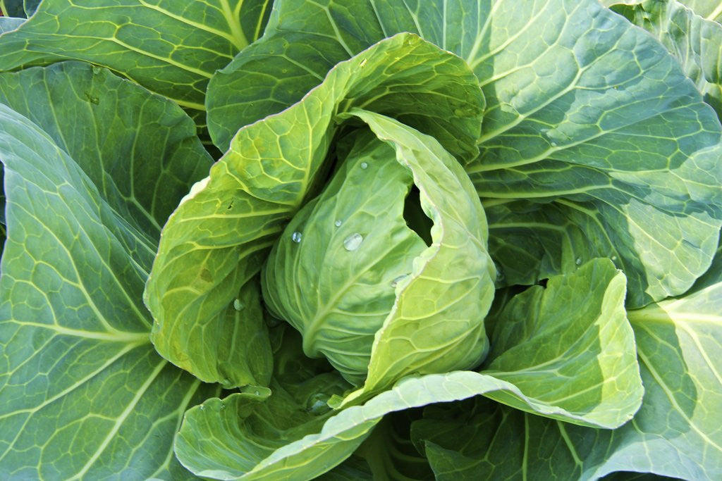 Detail of Vegetable garden by Anonymous