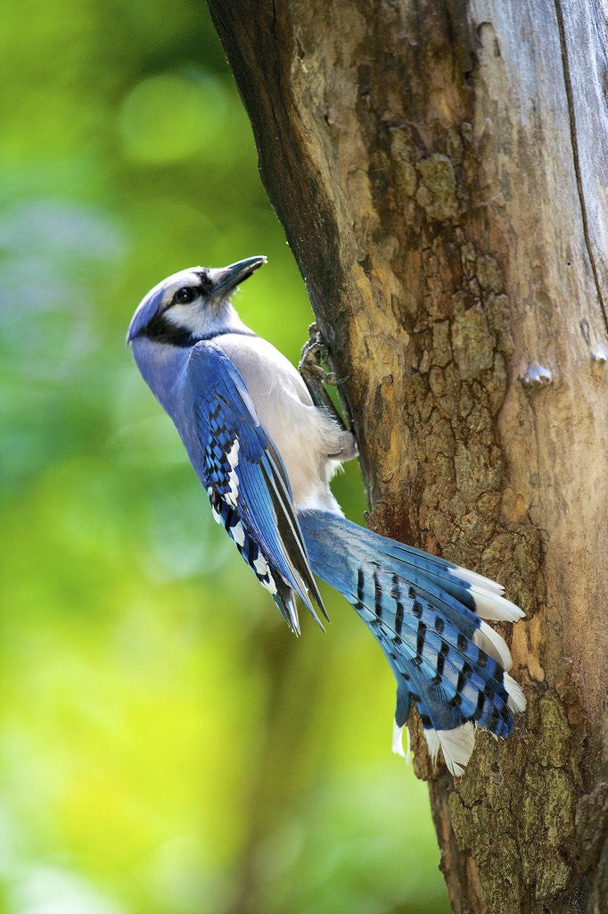 Detail of Blue Jay by Anonymous