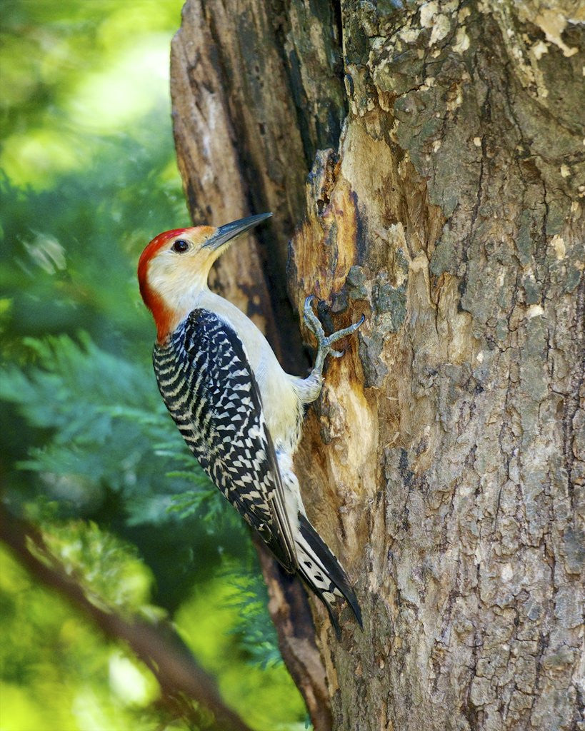 Detail of Red-bellied Woodpecker by Anonymous
