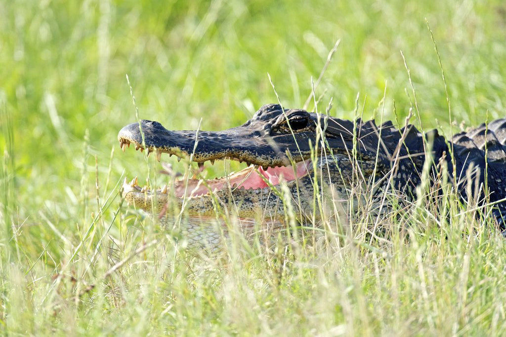 Detail of American Alligator by Anonymous