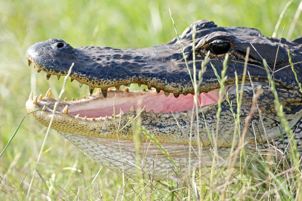 Detail of American Alligator by Anonymous