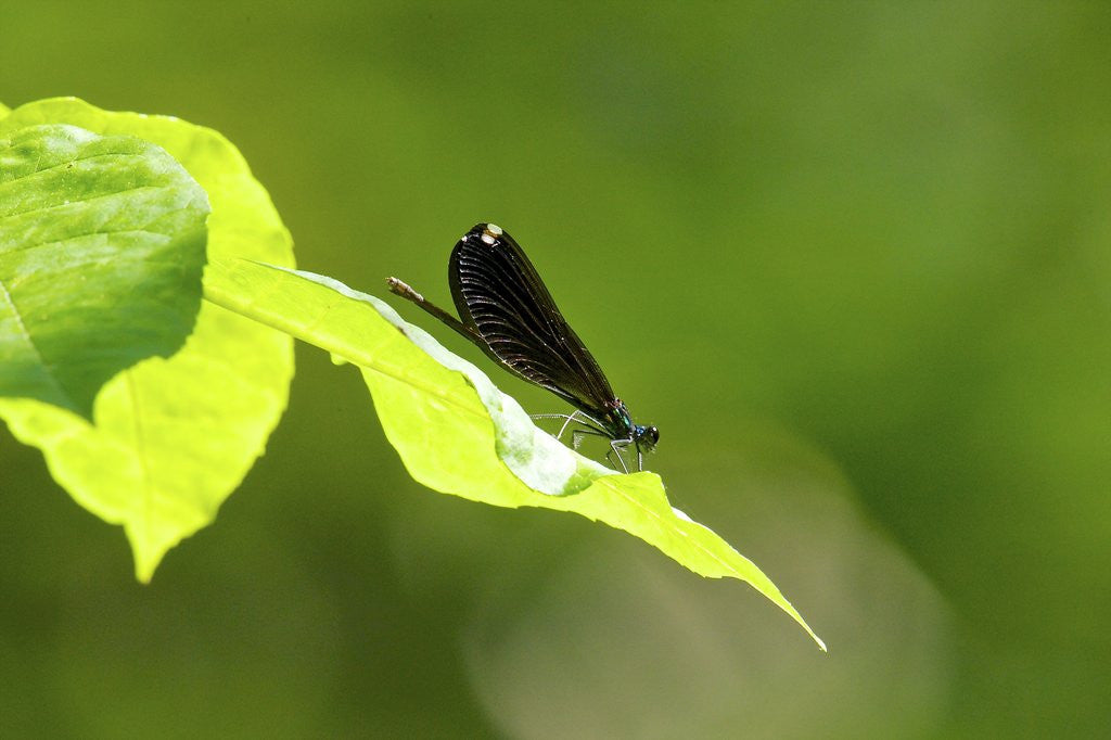 Detail of Damsel Fly by Anonymous