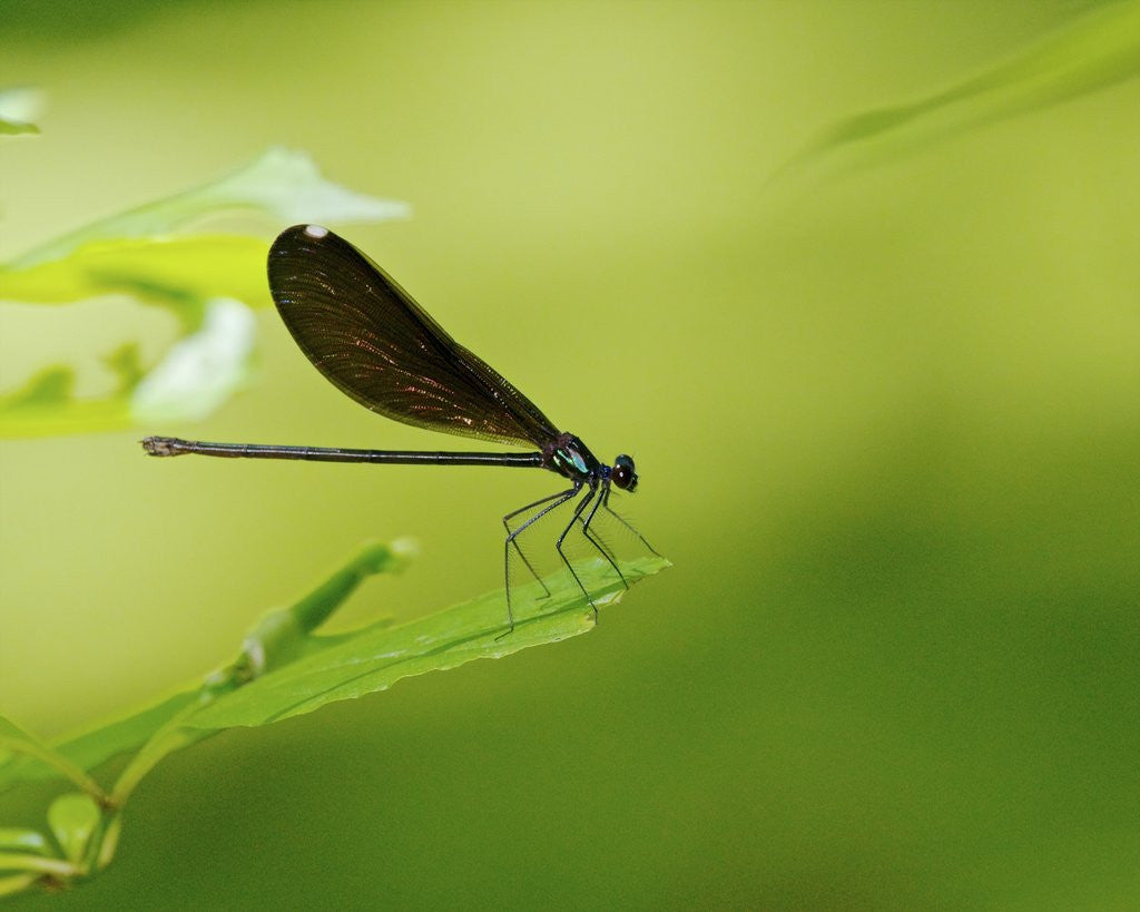 Detail of Damsel Fly by Anonymous