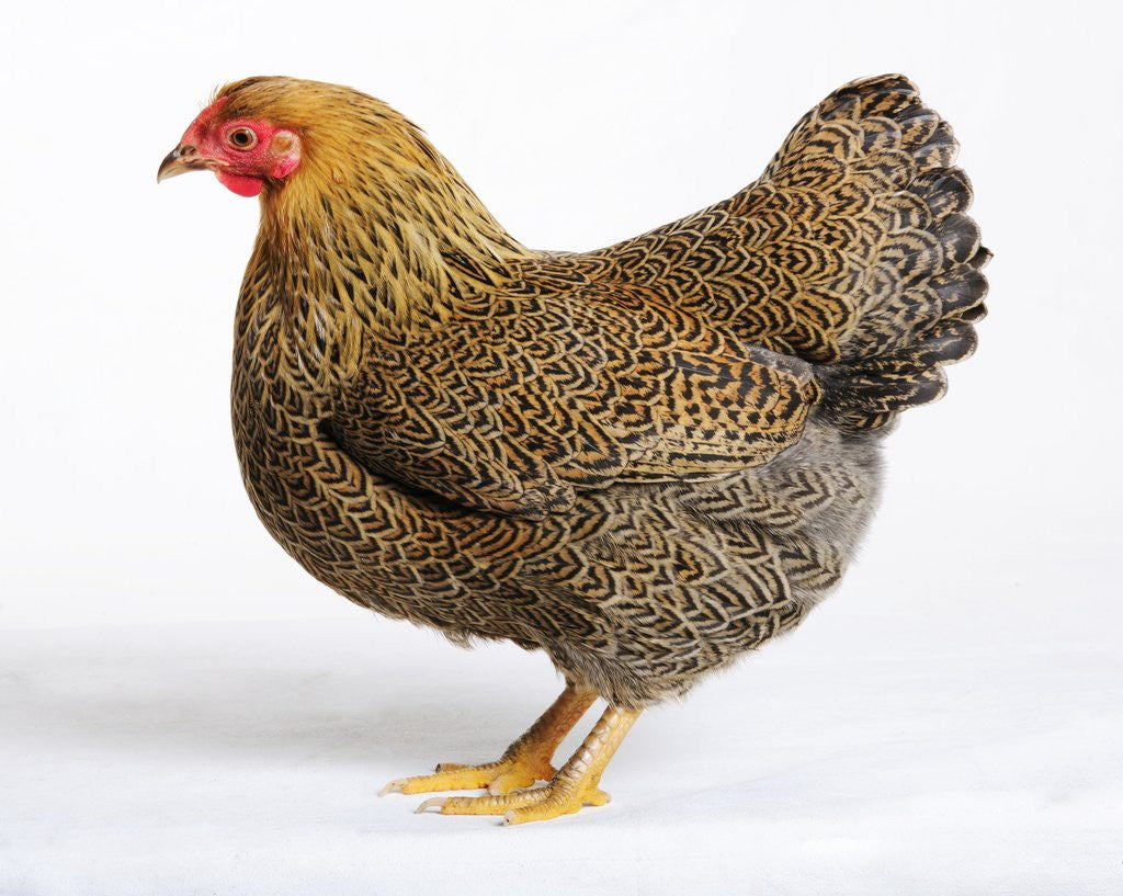 Detail of Wyandotte by Anonymous