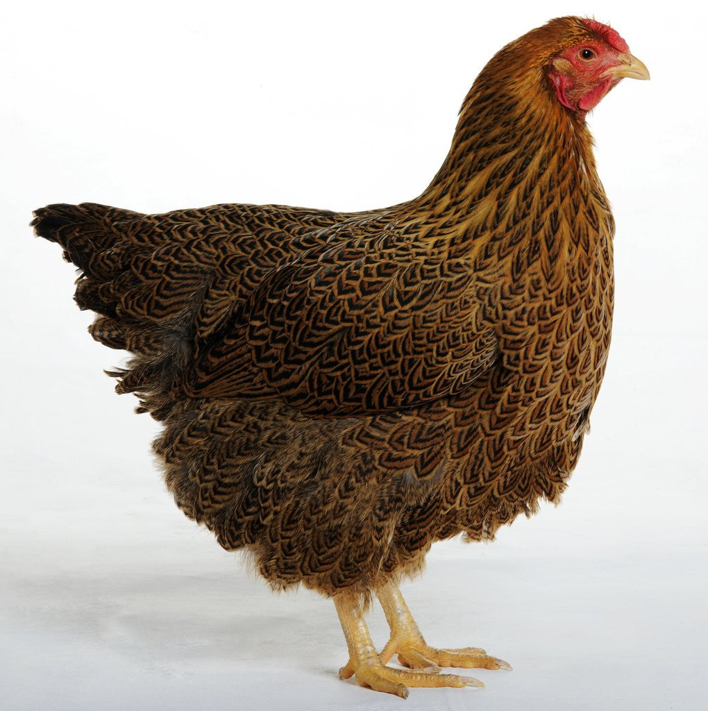 Detail of Wyandotte by Anonymous