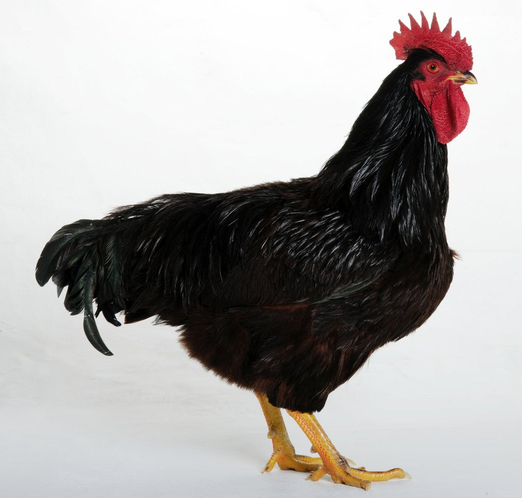 Detail of Rhode Island Red by Anonymous