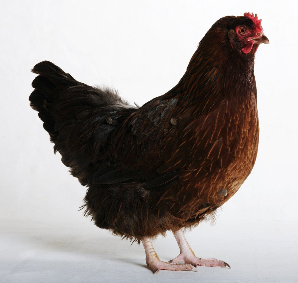 Detail of Buckeye by Anonymous