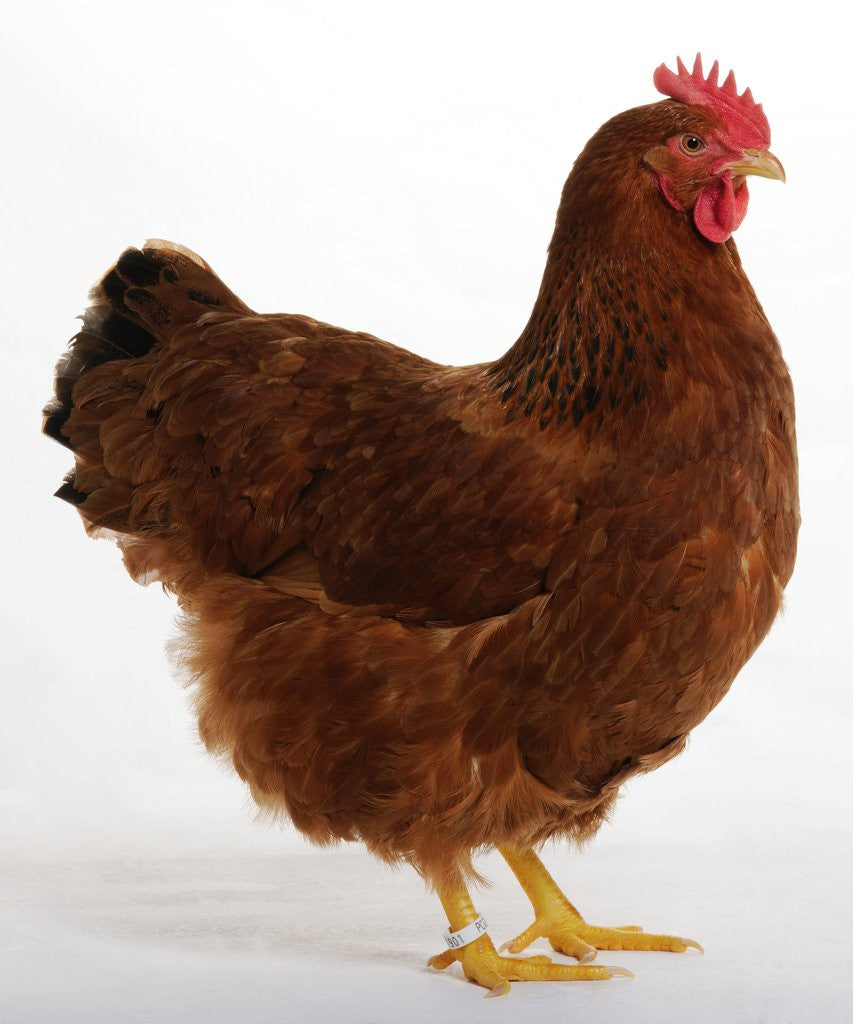 Detail of New Hampshire by Anonymous