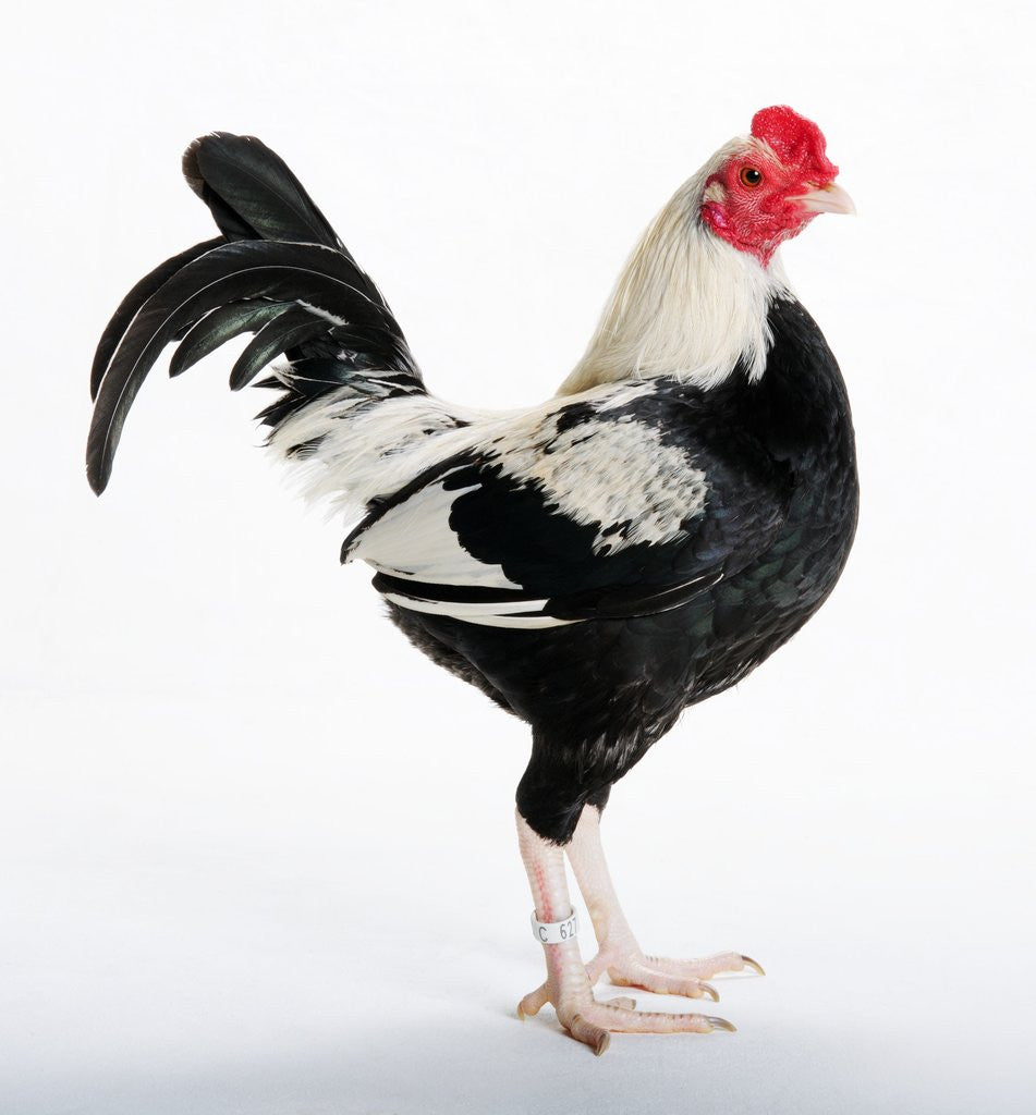 Detail of Duckwing OEG Bantam by Anonymous