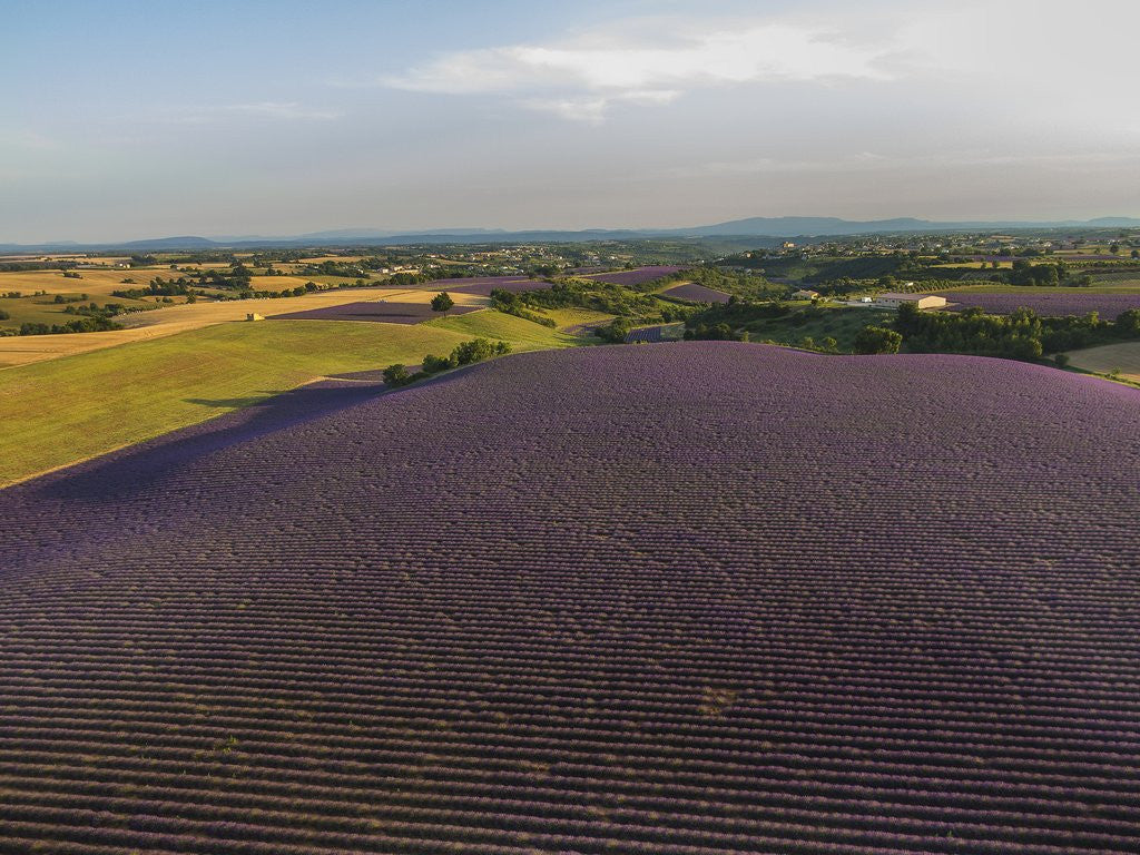 Detail of Lavender field around Valensole by Anonymous