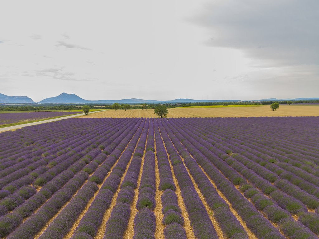 Detail of Lavender field around Valensole by Anonymous