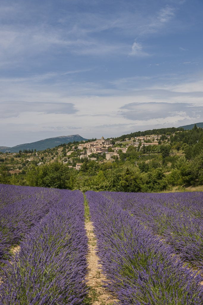 Detail of Lavender fields near Aurel by Anonymous