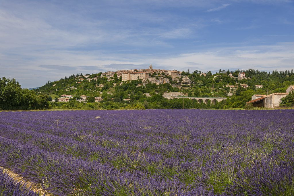 Detail of Lavender fields near Sault by Anonymous