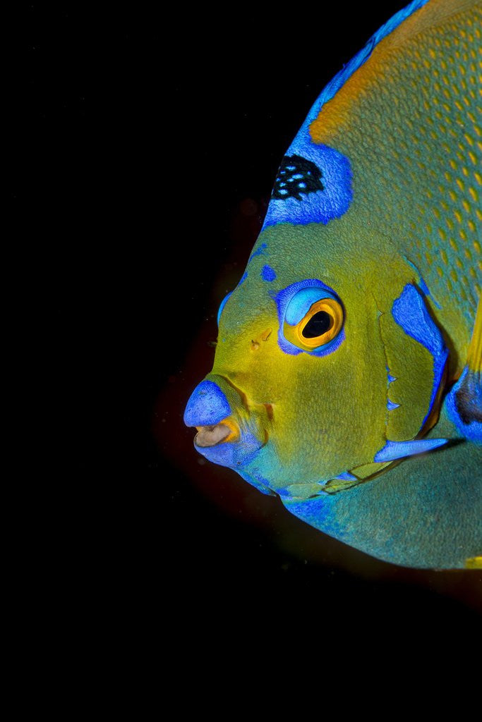 Detail of Close-up Queen angelfish. by Anonymous