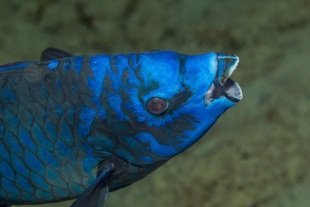 Detail of Midnight parrotfish (Scarus coelestinus). by Corbis