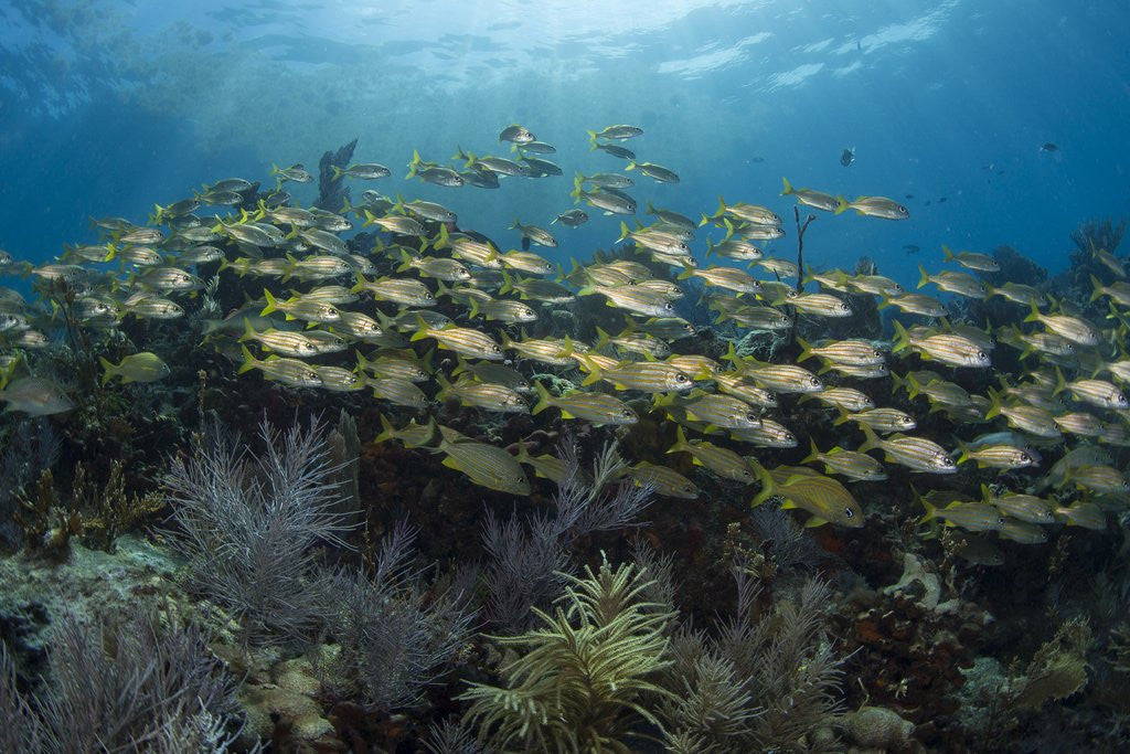 Detail of Fish on Coral Reef. by Corbis