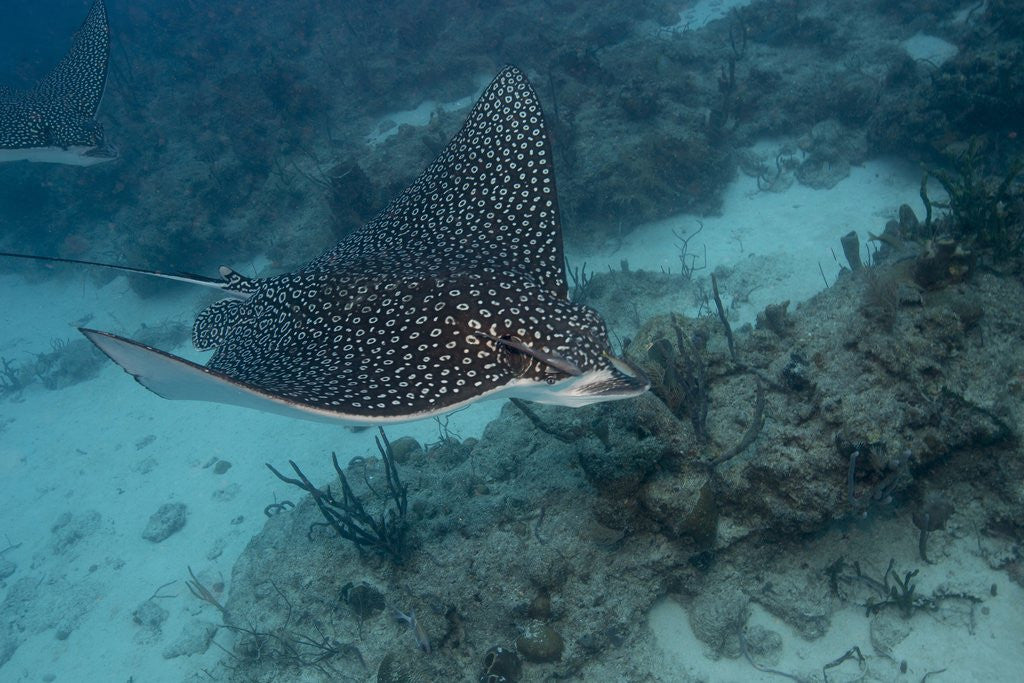 Detail of Spotted eagle ray (Aetobatus narinari). by Anonymous