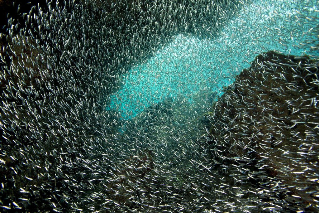 Detail of Mass of fish fills the frame. by Anonymous