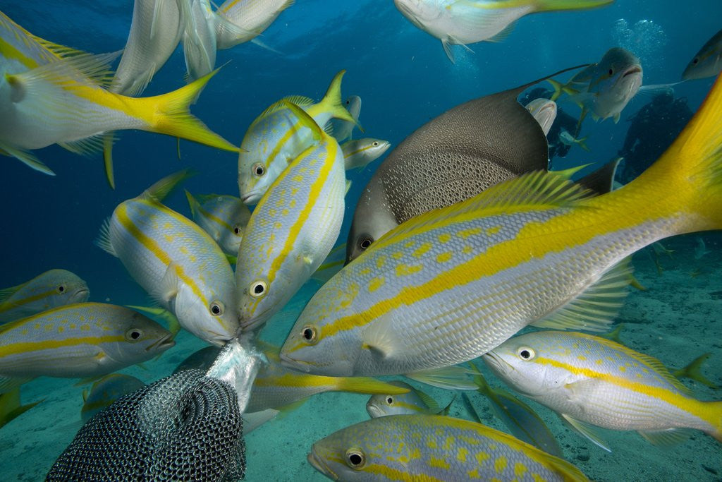 Detail of Hand feeding of Saltwater Fish. by Anonymous