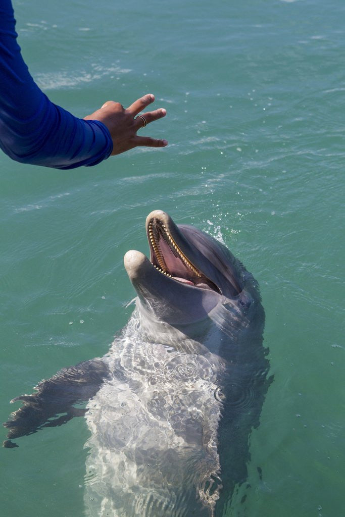 Detail of Bottlenose dolphin interacts with Trainer. by Anonymous